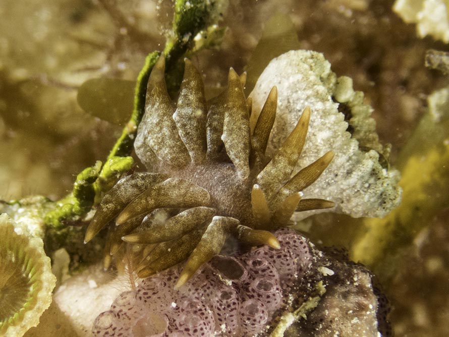 Baeolidia sp. C